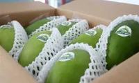 Can Tho exports first green-peel elephant mango to Australia, US