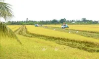 Quality varieties spur Vietnamese rice industry's growth: experts