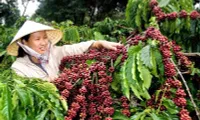 Vietnamese coffee export prices to UK surge