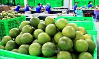 Vietnam’s fresh pomelo licensed to export to RoK