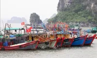 Quang Ninh requests registration of nearly 1,500 fishing vessels