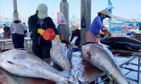 Australia shares experience in IUU fishing combat with Vietnam