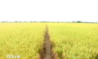 Mekong Delta region enjoys growing crop production