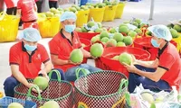 Maintaining the agricultural export market of China