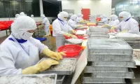 Shrimp exports to the EU market continue to grow