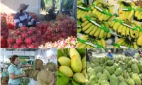 New markets help fruit exports grow to record revenues