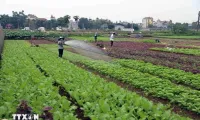 Hanoi focusing on market-oriented agricultural production