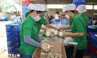 Ben Tre readies conditions for fresh coconut exports