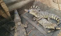 Great opportunity for sustainable development of crocodile farming