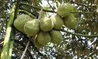 Vietnam's durian dominates fruit exports, outpacing dragon fruit