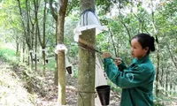 Vietnam's rubber exports reach 1.7 billion USD in eight months