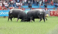 2024 Do Son buffalo fighting festival held