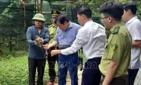 Quang Binh: 15 rare wild animals released back to the wild