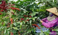 Workshop seeks ways to effectively and sustainably develop coffee industry