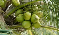 Coconut industry growth revives local livelihoods