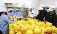 Hai Duong exports grapefruit to EU