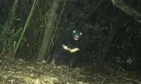 Rare Asiatic black bear found in Quang Tri nature reserve