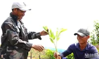 Vibrant reforestation season in mountainous areas