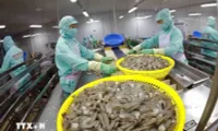 Shrimp exports expected to hit 4 billion USD in 2024