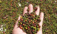 US emerges as biggest consumer of Vietnam's pepper