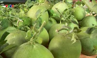 Vietnam's fruit, vegetable exports up nearly 18% in H1