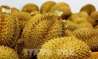 Vietnam emerges as global durian powerhouse