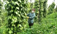 Vietnamese pepper: decline in volume, surge in value