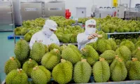 Vietnam tightens fruit inspections after warning from China