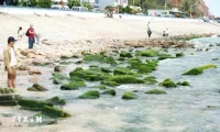 Nhon Hai’s moss-covered rock beach: A must-visit destination in Binh Dinh