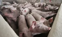Laos warns of African swine fever outbreak