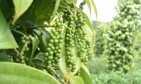Pepper export value hits nearly 190 million USD in 2 months