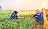 Converting rice farmland to other crops with higher profits