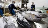 Tuna exports hit record high but face major regulatory barriers