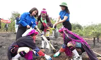 Quang Ninh restores forests devastated by Typhoon Yagi