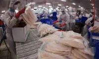 Tra fish exports on track reach close to 2 billion USD in 2025