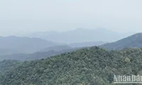 Quang Tri announces discovery of ancient apricot forest in Non Mai-Song Han area