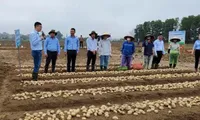 Nation enhances linkage and promotion of potato value chain