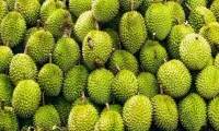 China recognises 829 growing area codes for Vietnamese durian