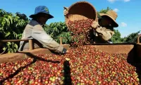 Vietnam’s coffee exports reach 4.2 billion USD in first five months