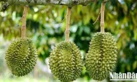 Priority given to clearance for agricultural exports, especially in-season durians