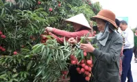 Thanh Ha lychee harvest and trade promotion launched in Hai Duong