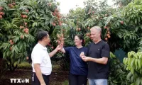 Luc Ngan to host lychee tourism festival