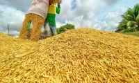 Vietnam’s rice export prices fall nearly 19% despite growing volume