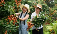 Lychee season draws tourists to Bac Giang