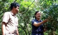 Hung Yen turns longan harvest into tourism opportunity