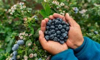 Polish blueberries set to reach Vietnamese consumers