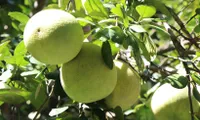 Vietnamese pomelos gain broader access to Australian market