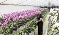 Hanoi promotes hi-tech flower farming for green growth