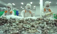 Vietnam earns 1.1 billion USD from shrimp exports to China