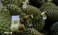 Durian export revenue grows to fresh new highs